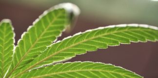 Lawsuit: Keep Arizona pot initiative off ballot