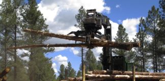 Plan paves way for more Arizona forest restoration projects