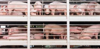 AG Mark Brnovich and colleagues urge Supreme Court reverse California’s agricultural animal confinement law