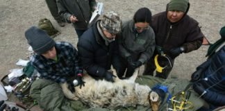 Protections sought for coyotes in Mexican wolf territory