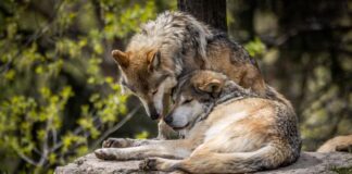 Federal legislation pays farmers for cattle killed by endangered wolf