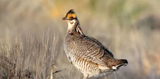 GOP measures would undo protections for endangered lesser prairie chicken, northern bat